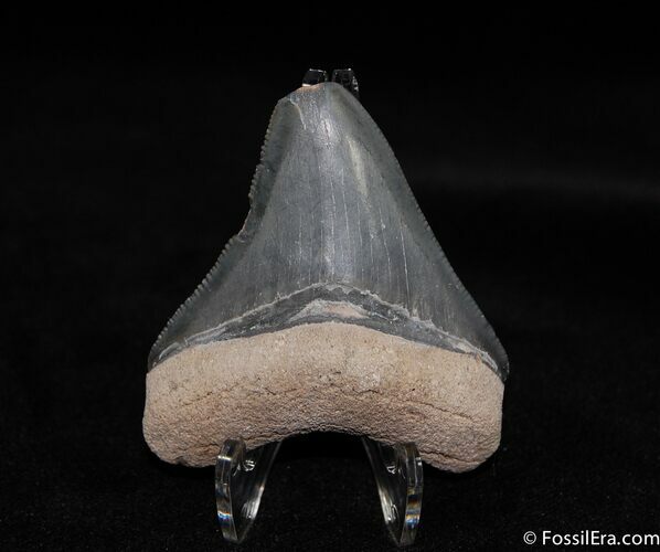 Inch Bone Valley Megalodon Tooth #533